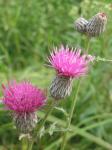 :-Cirsium muticum