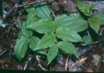 : - Prosartes trachycarpa