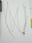 : - Eleocharis nitida