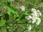 Amerikanischer Wasserhanf - Eupatorium perfoliatum
