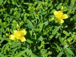 Kalms Johanniskraut - Hypericum kalmianum