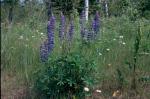 Vielblättrige Lupine-Lupinus polyphyllus
