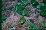 :-Malaxis monophyllos var. brachypoda
