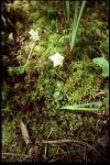 Moosauge - Moneses uniflora