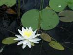 Amerikanische duftende Seerose - Nymphaea odorata
