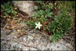 : - Sibbaldiopsis tridentata