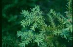 Kanadische Eibe - Taxus canadensis