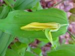 : - Uvularia perfoliata