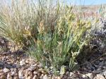 : - Astragalus spatulatus