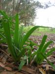 : - Agapanthus praecox subsp. orientalis