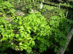 :-Bidens hillebrandiana