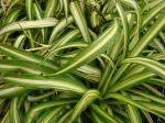 Grünlilie - Chlorophytum comosum