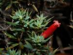 : - Astroloma humifusum