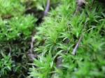 Wellenblättriges Katharinenmoos - Atrichum undulatum