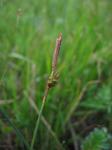 Entferntährige Segge - Carex distans