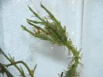 : - Chara aculeolata