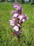 Traunsteiners Knabenkraut-Dactylorhiza traunsteineri