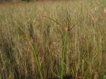 Vielstängelige Sumpfbinse - Eleocharis multicaulis