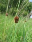 Knäuel-Binse - Juncus conglomeratus
