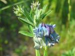 Bastard-Luzerne - Medicago varia