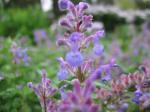 Mussins Katzenminze - Nepeta mussinii
