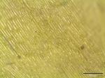 : - Campylium calcareum