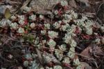 Colorado-Fetthenne - Sedum spathulifolium