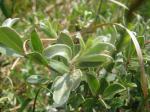 Kriech-Weide - Salix repens