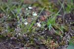: - Arenaria gothica