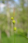 Schuppenfrüchtige Segge - Carex viridula subsp. brachyrhyncha