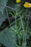 Kleinfrüchtiges Kletten-Labkraut i.e.S. - Galium spurium subsp. spurium