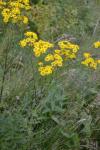 : - Jacobaea vulgaris