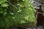 Gemeines Beckenmoos - Pellia epiphylla
