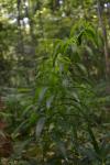 Quirlblättrige Weißwurz - Polygonatum verticillatum