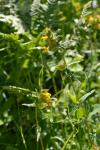 : - Rhinanthus aestivalis