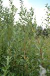 Lorbeer-Weide - Salix pentandra