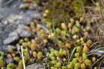 Englische Fetthenne - Sedum anglicum
