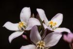 : - Boronia pilosa