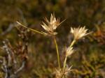 : - Carpha curvata