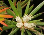 : - Cyathodes glauca