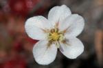 : - Drosera pygmaea