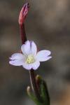 : - Epilobium sarmentaceum