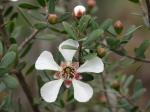 : - Leptospermum grandiflorum
