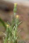 : - Millotia tenuifolia