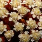 : - Ozothamnus ledifolius