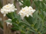 :-Pimelea glauca