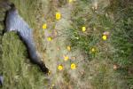 : - Podolepis jaceoides
