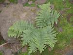 Echter Wurmfarn - Dryopteris filix-mas