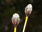 : - Xyris operculata