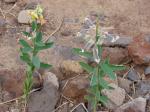 : - Crotalaria assamica